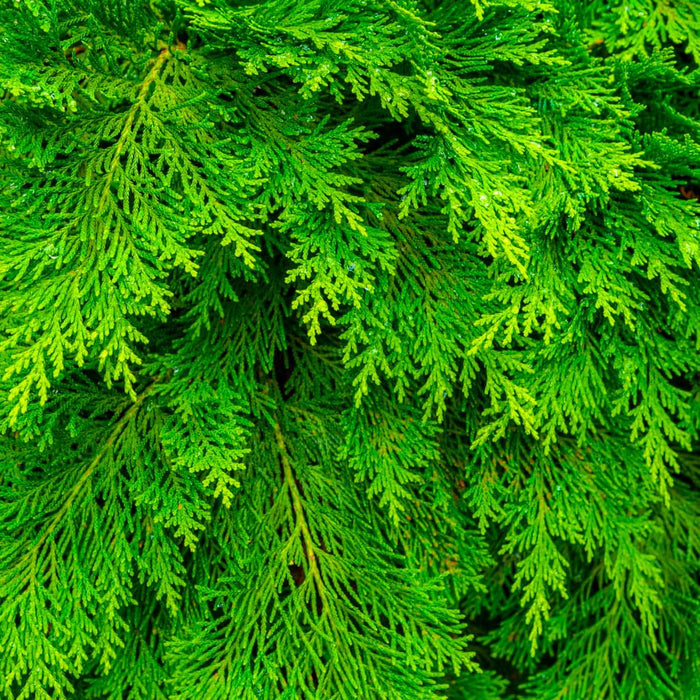 Little Giant Arborvitae