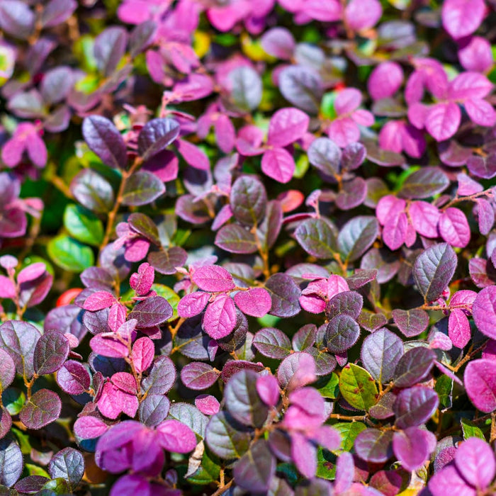 Cerise Charm Loropetalum