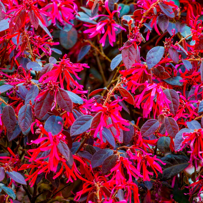 Cerise Charm Loropetalum for Sale