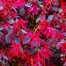 Cerise Charm Loropetalum for Sale