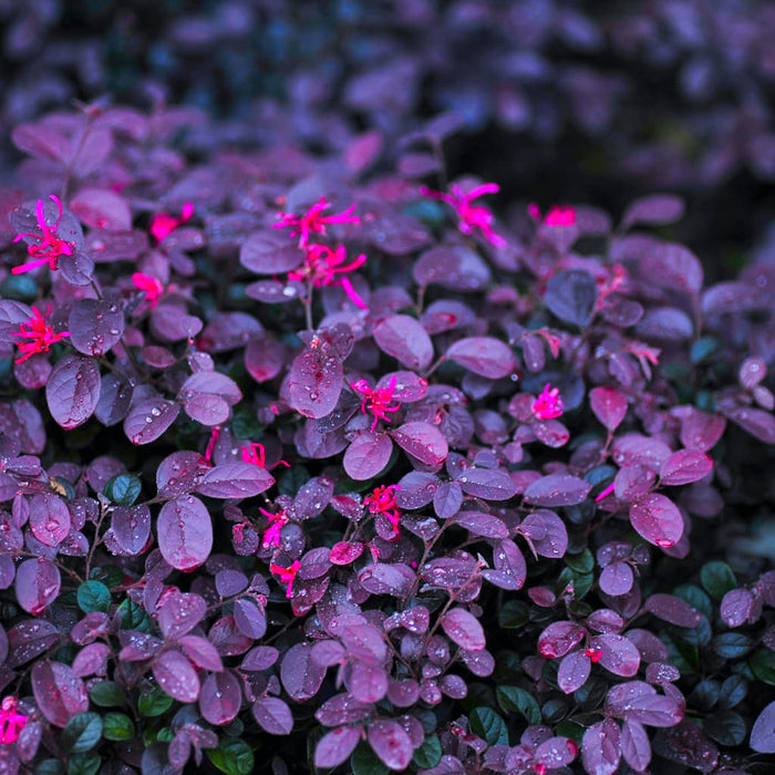 Cerise Charm Loropetalum