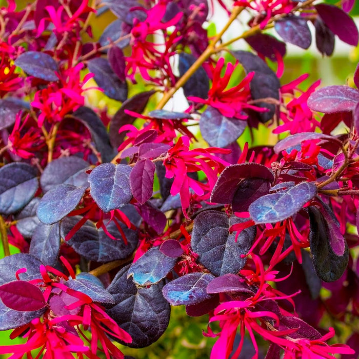 Cerise Charm Loropetalum