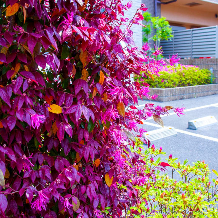 Cerise Charm Loropetalum