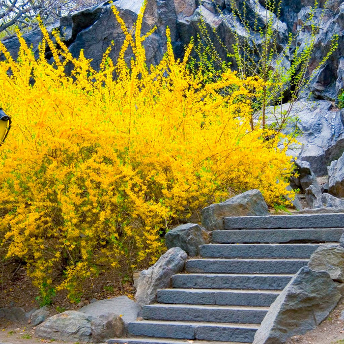 Lynwood Gold Forsythia