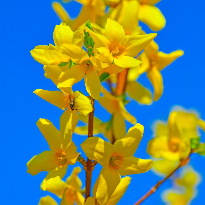 Lynwood Gold Forsythia