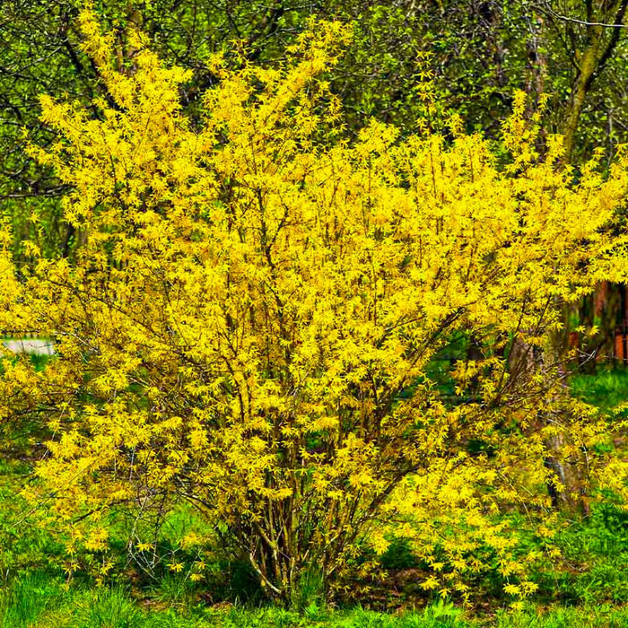 Lynwood Gold Forsythia