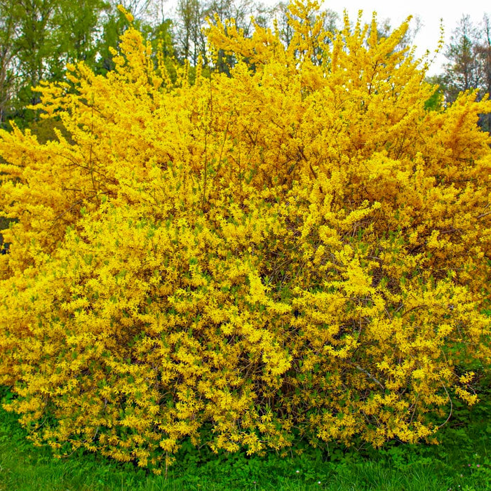 Lynwood Gold Forsythia