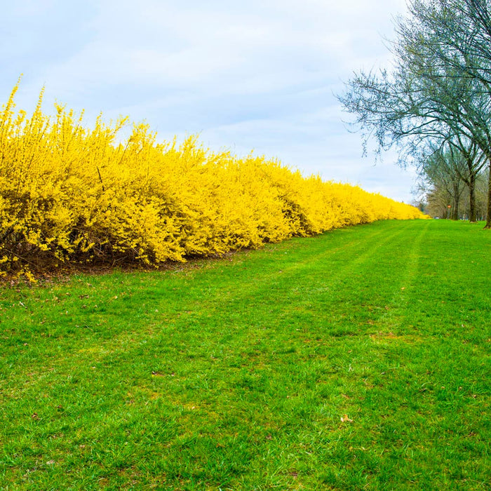 Lynwood Gold Forsythia