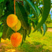 Alphonso Mango Tree for Sale