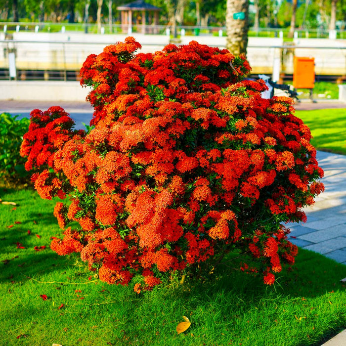 Maui Red Ixora