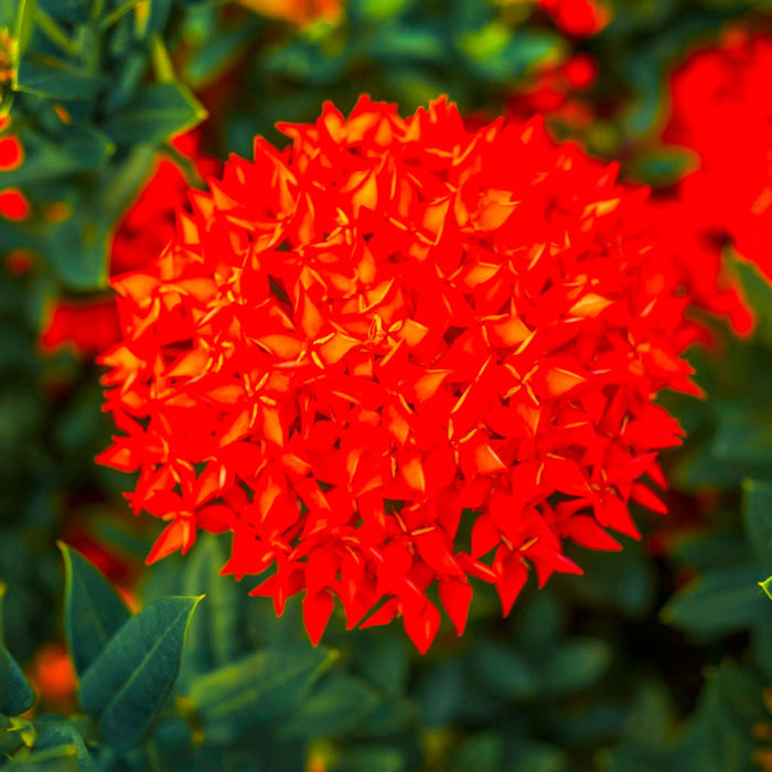 Maui Red Ixora