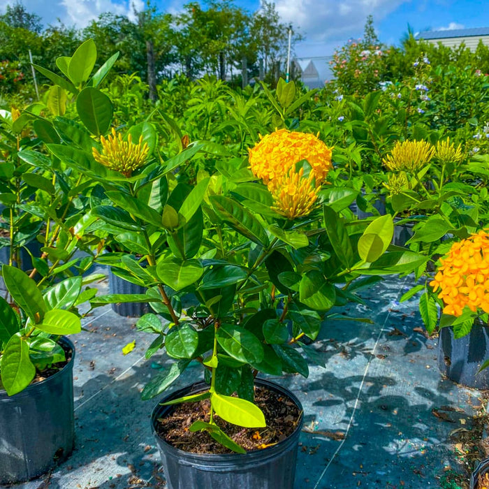 Maui Yellow Ixora