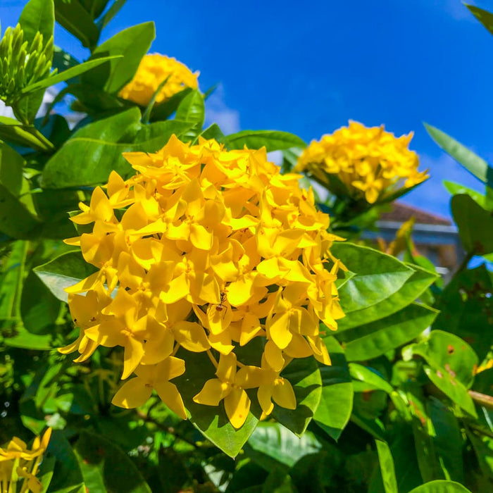 Maui Yellow Ixora