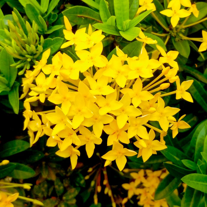 Maui Yellow Ixora