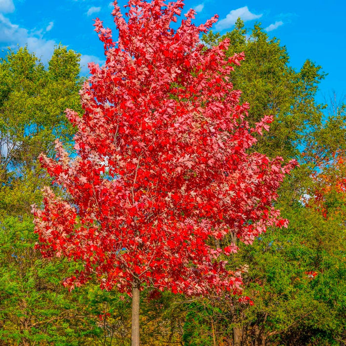 October Glory Red Maple