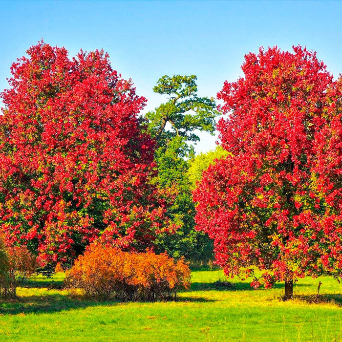 October Glory Red Maple