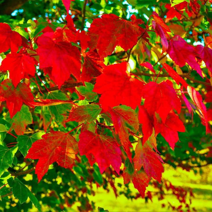 October Glory Red Maple