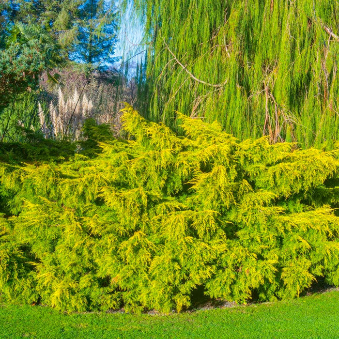 Old Gold Juniper