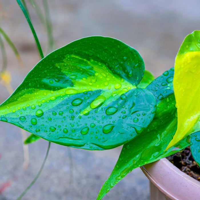 Brasil Philodendron Plant