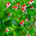 Feijoa Pineapple Guava for Sale