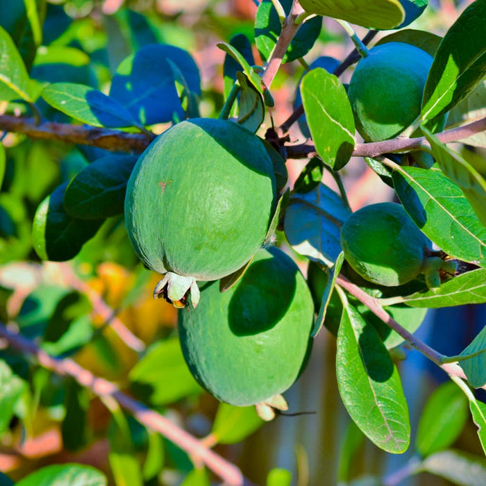 Feijoa Pineapple Guava