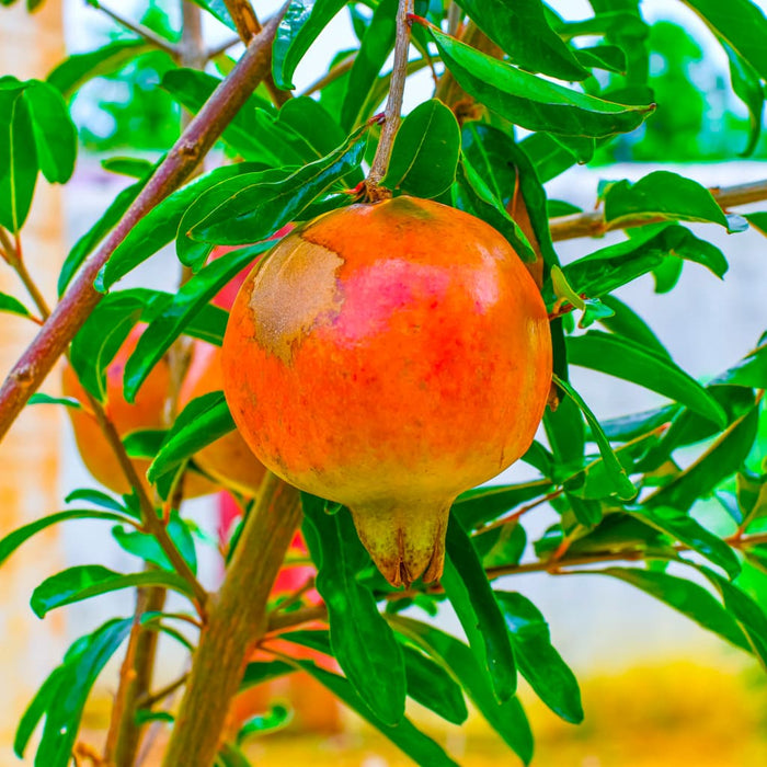 Dwarf Pomegranate