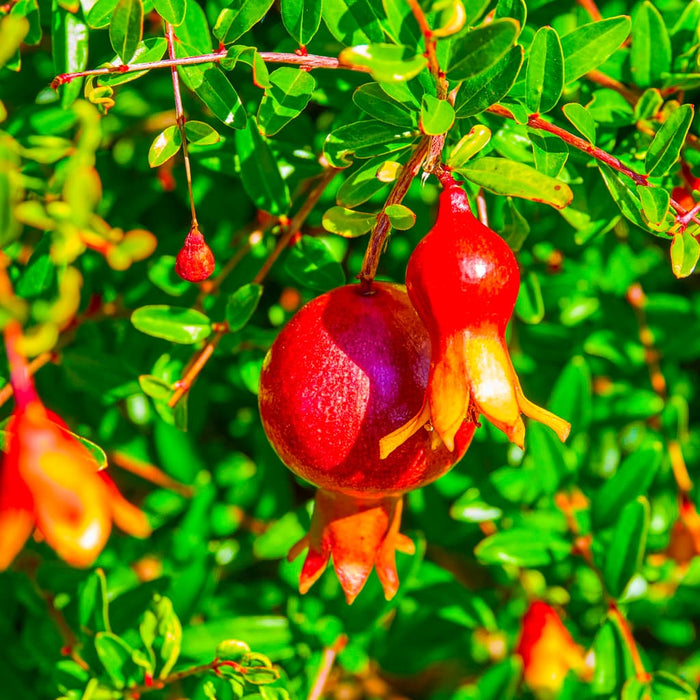 Dwarf Pomegranate