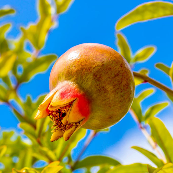 Dwarf Pomegranate