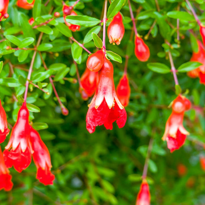 Dwarf Pomegranate