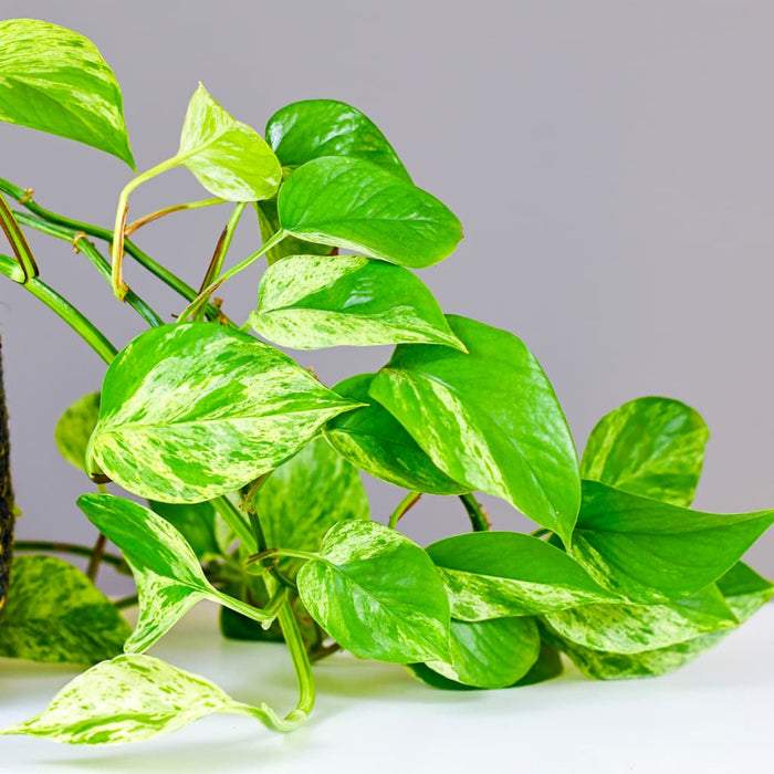 Marble Queen Pothos