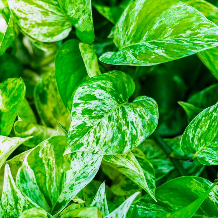 Marble Queen Pothos