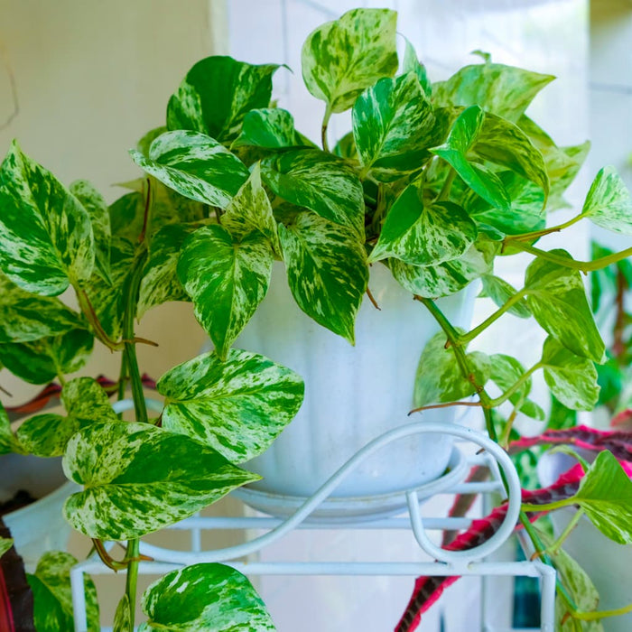 Marble Queen Pothos