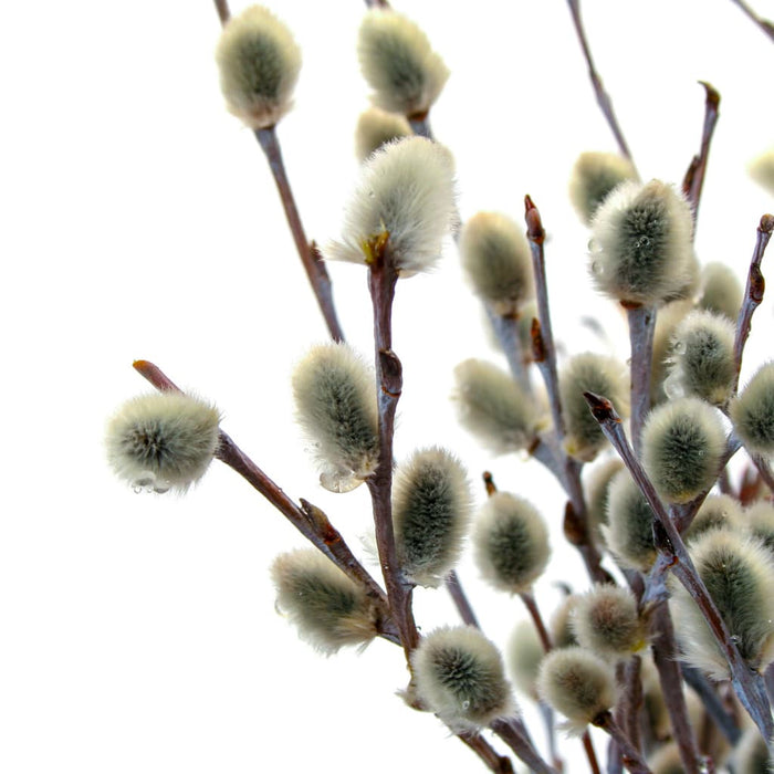 Pussy Willow