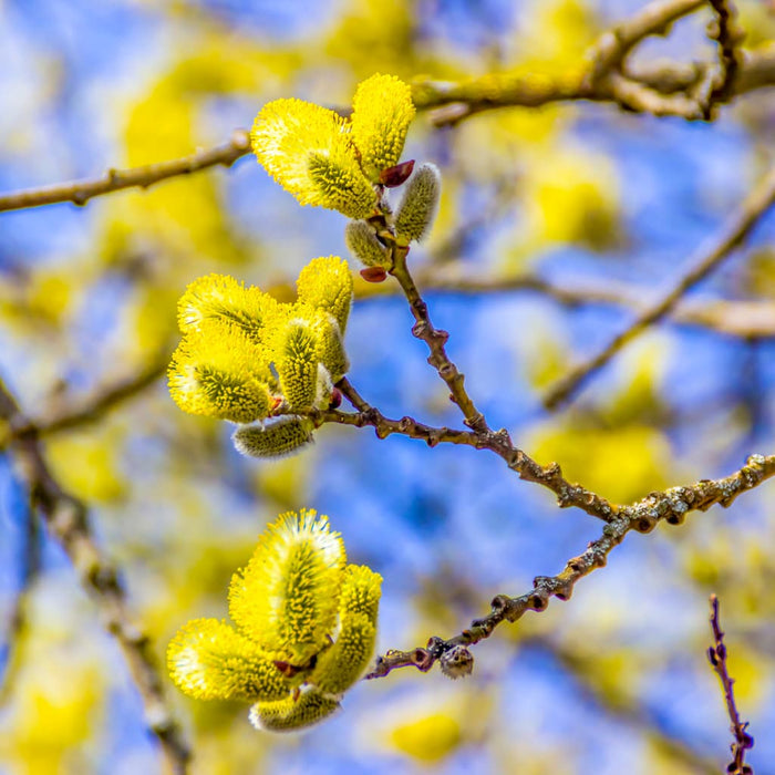 Pussy Willow