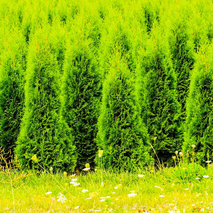 Pyramidal Arborvitae