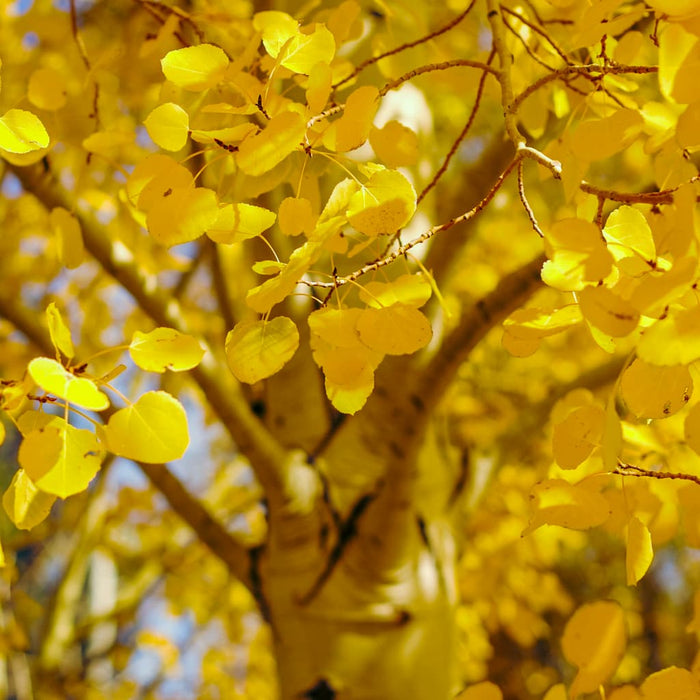 Quaking Aspen Tree