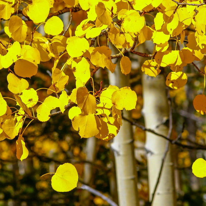 Quaking Aspen Tree