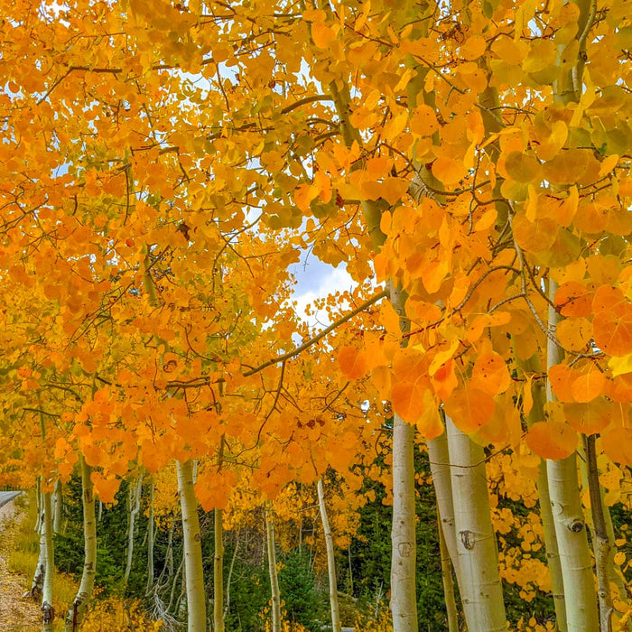 Quaking Aspen Tree