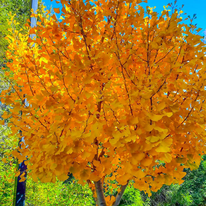 Quaking Aspen Tree