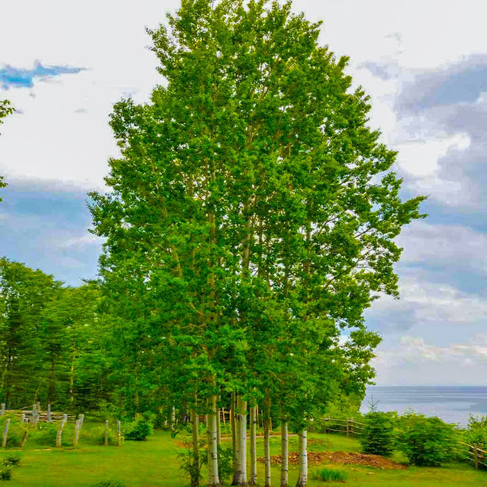 Quaking Aspen Tree