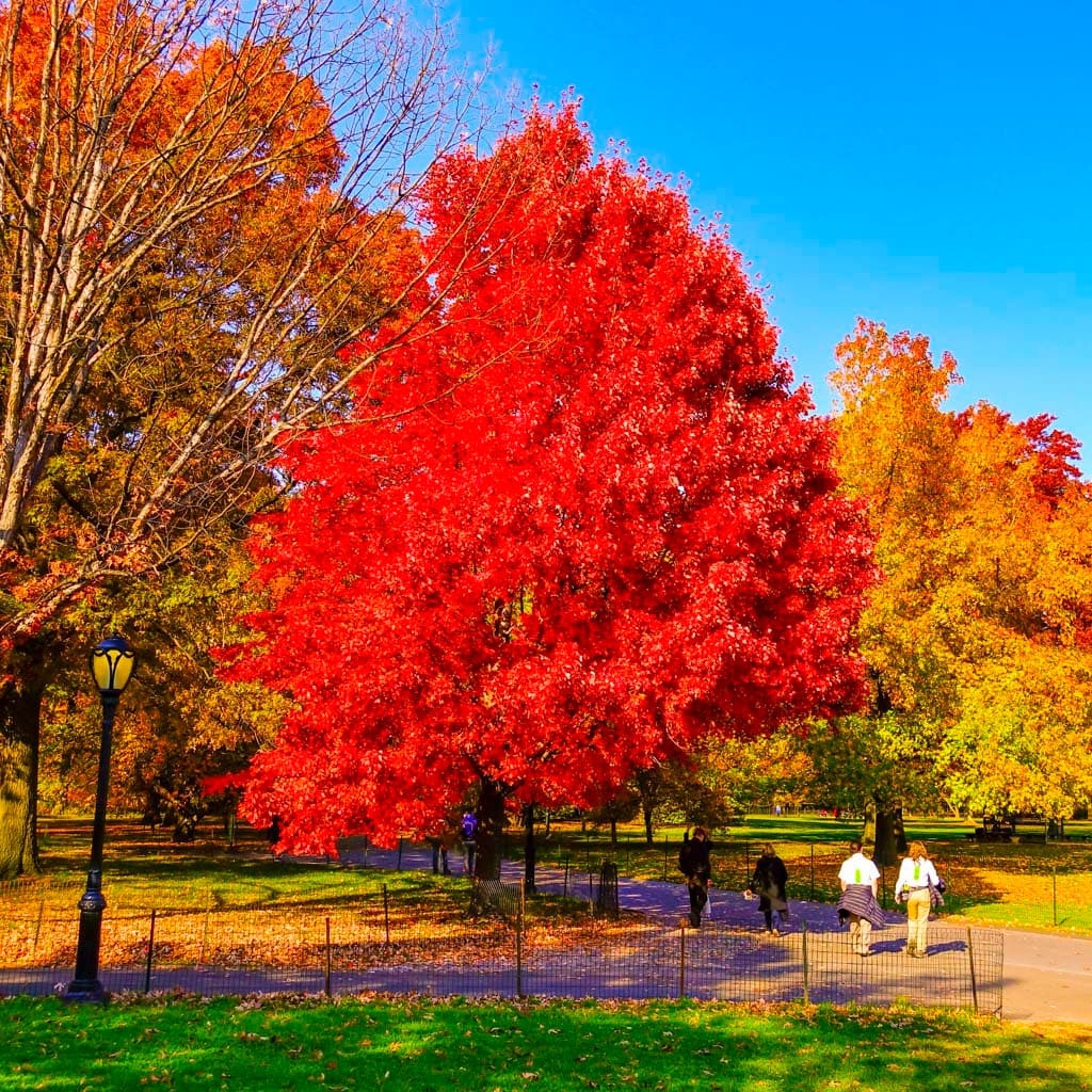 Shade Trees