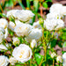 Drift Roses White Drift® for Sale