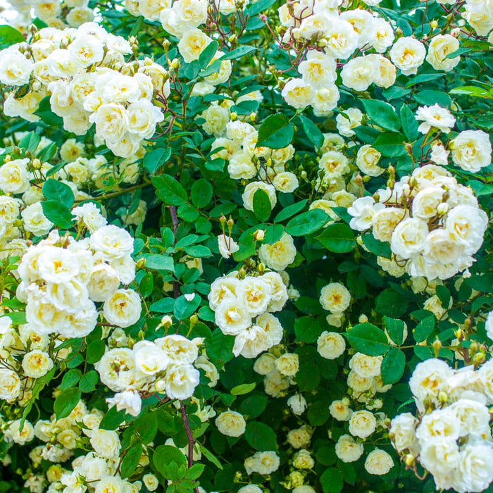 Drift Roses White Drift®