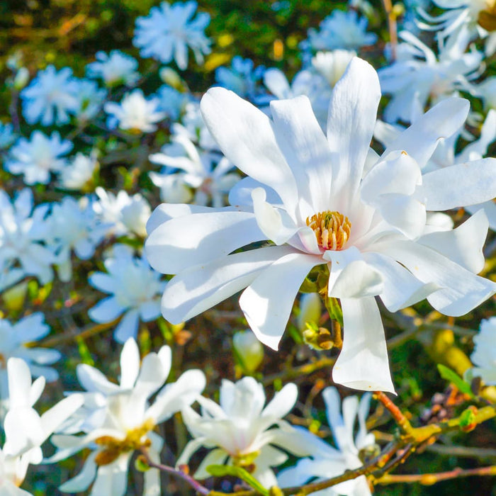 Royal Star Magnolia