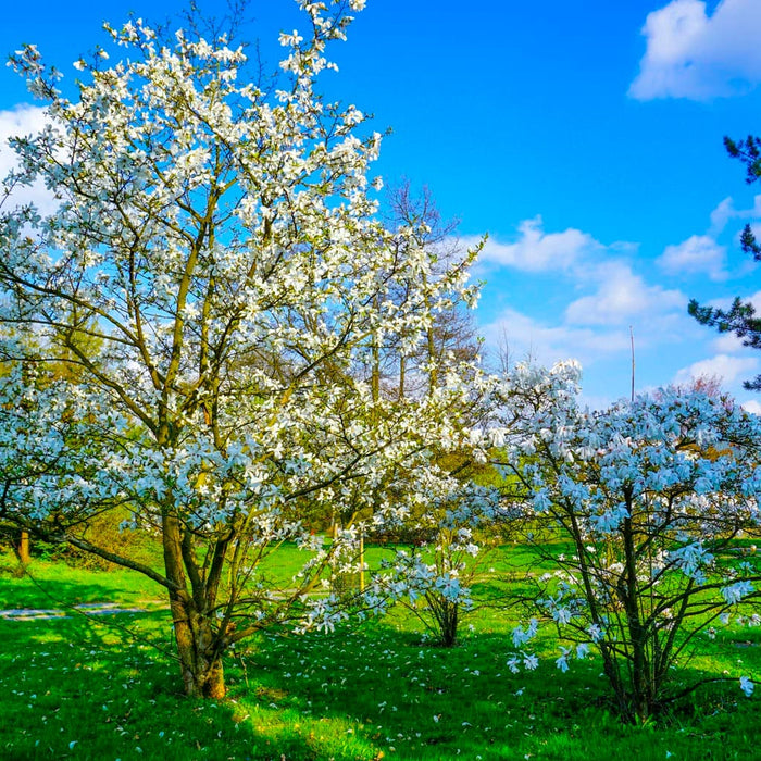 Royal Star Magnolia