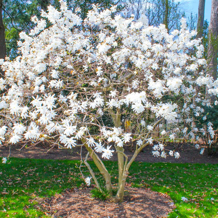 Royal Star Magnolia