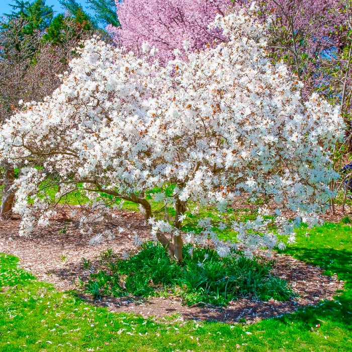 Royal Star Magnolia