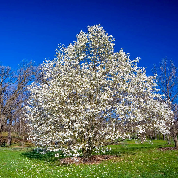 Royal Star Magnolia