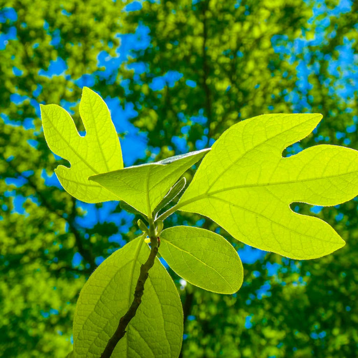 Sassafras Tree