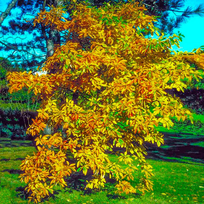 Sassafras Tree